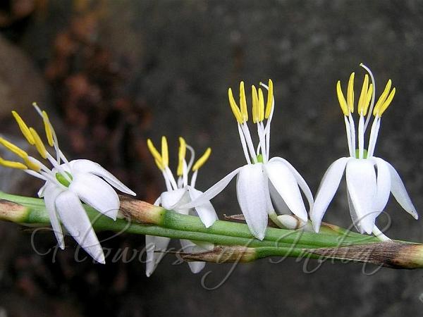Short Scaped Spider Plant
